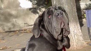 Мастино Наполетано МАЛИНКА. Neapolitan Mastiff