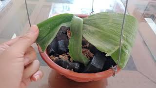 đây là lý do lan Hồ Điệp rễ tốt, lá bị héo,this reason,orchid ,root is green,but leaf is thin.