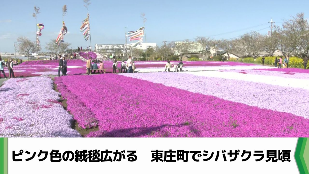 6600平方メートル！ピンク色の絨毯広がる 千葉県東庄町で 