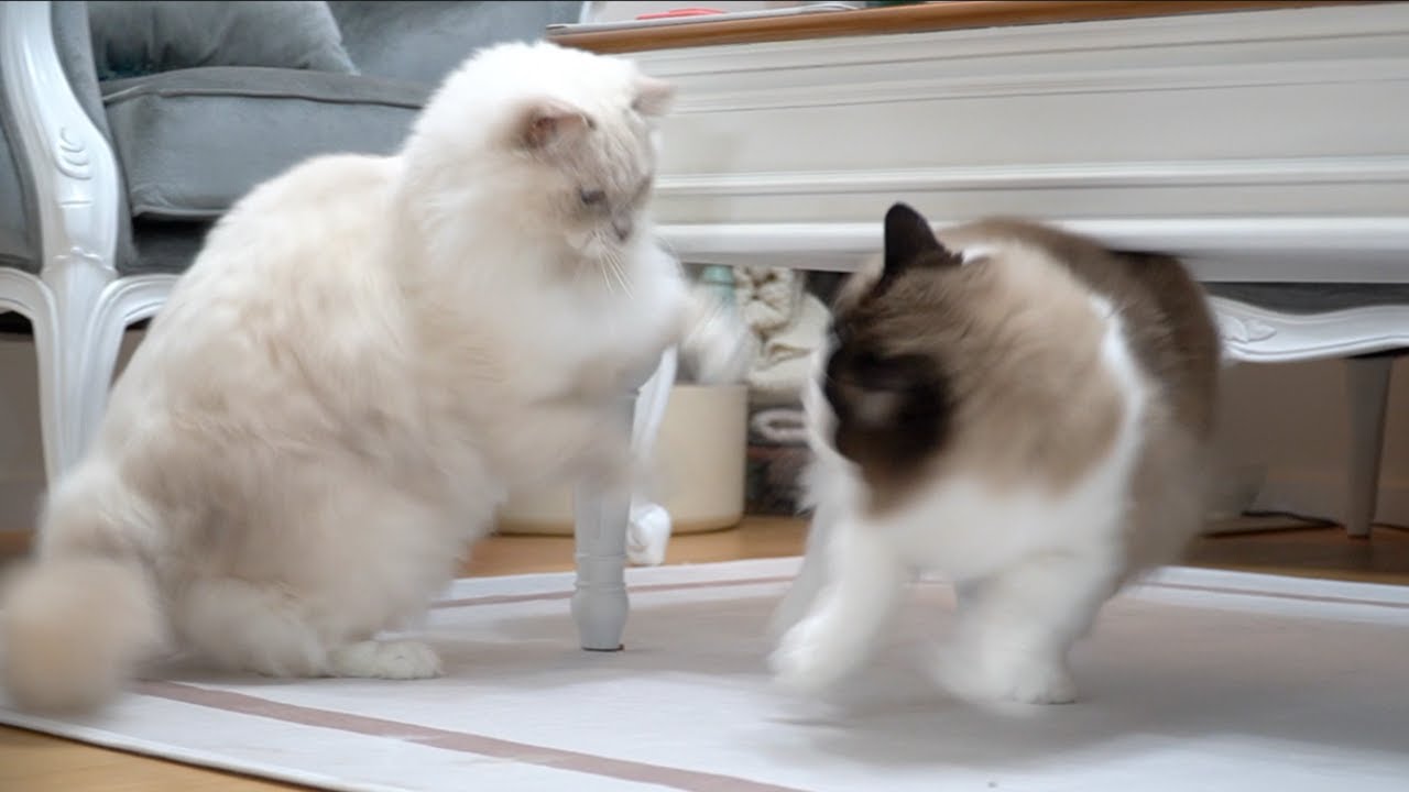 내가 네 장인이다!