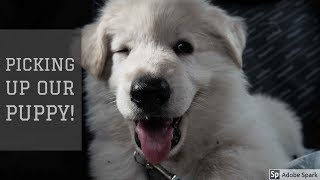 Picking Up Our Puppy  | White Swiss Shepherd | 8 weeks old by Kenji The Shepherd 17,291 views 5 years ago 4 minutes, 37 seconds