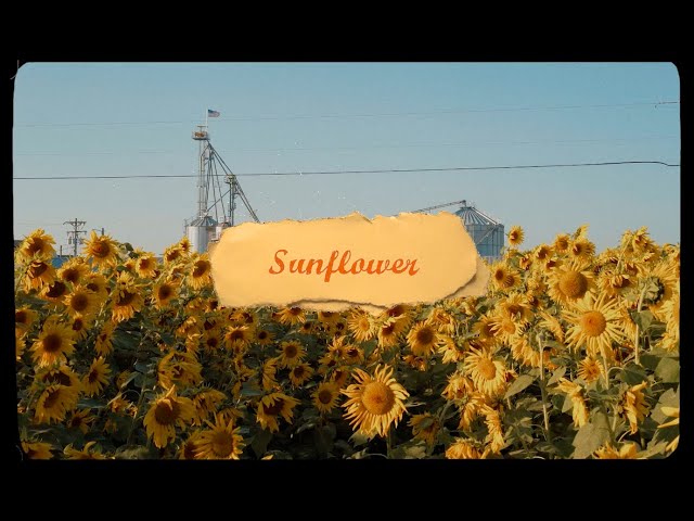 Sunflower - Pauline Zoe Park [Official Lyric Video] class=