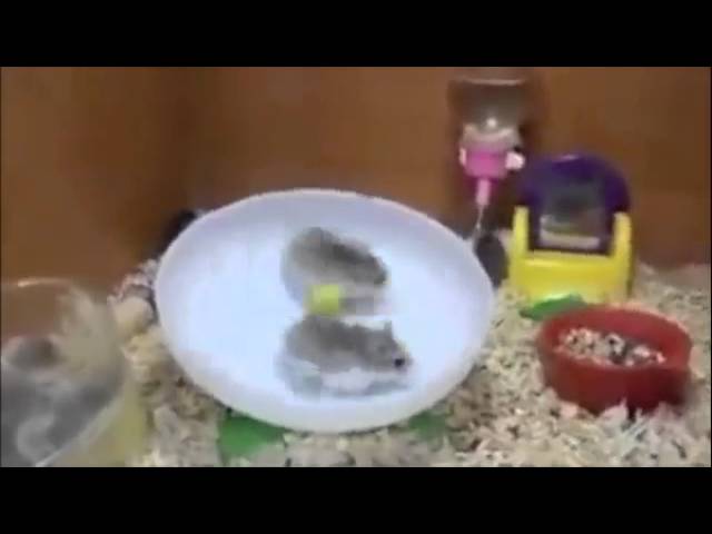 2014 話題のハムスターおもしろ動画集 〜かわいい・動物動画〜