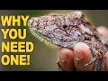 Cuban False Chameleon Care: Housing, Behavior, and Humidity Requirements Explained!