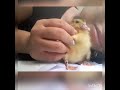 Duckling loves to be pet.