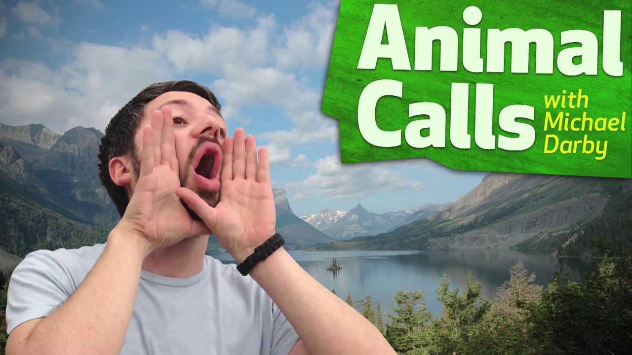 Animal Calls: Oryctolagus Cuniculus and Sphodromantis Viridis