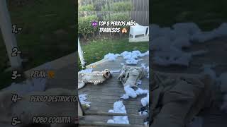Top 5 perros más traviesos del mundo 🐶😈