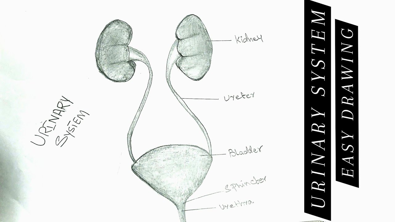 Urinary system drawing hi-res stock photography and images - Alamy