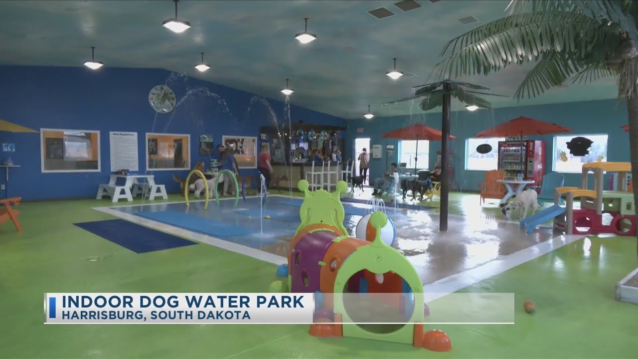 Indoor Dog Water Park KCAU9 News at 1130am YouTube