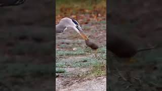 Heron Eating Mouse 