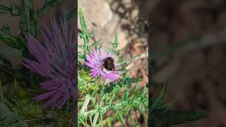 A busy Canary Islands Bumblebee on a thistle Resimi