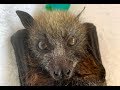 Rescuing a baby flying-fox on a log:  this is Diddle Diddle Dumpling