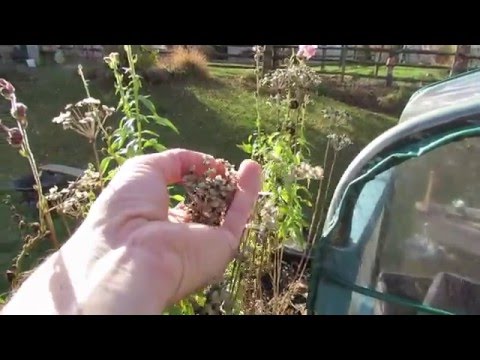 How to Collect Seeds from Flowers and Herbs: A Simple Way to Save Money!