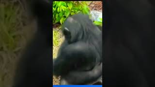 طريقة نكاح الغوريلا- Gorilla mating