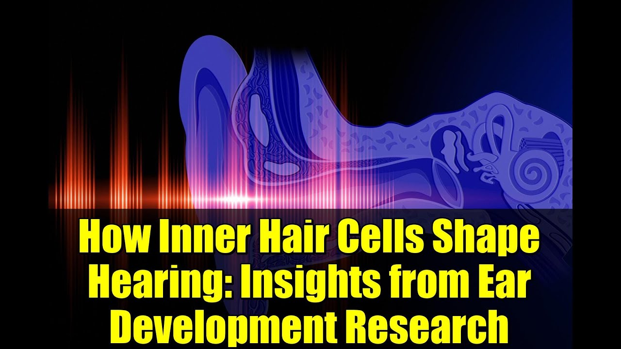 How Inner Hair Cells Shape Hearing: Insights from Ear Development Research