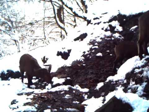 ჯიხვები ლაგოდეხის ლაგოდეხის დაცულ ტერიტორეიბზე