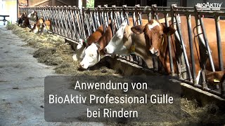 Anwendung von BioAktiv in der Gülle