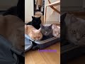 Funny Animals Dance Video 😂🐾Cute Dog Dancing on Music 🐶🎶Cat Funny Music Moments 🐱🎵Animals Dancing