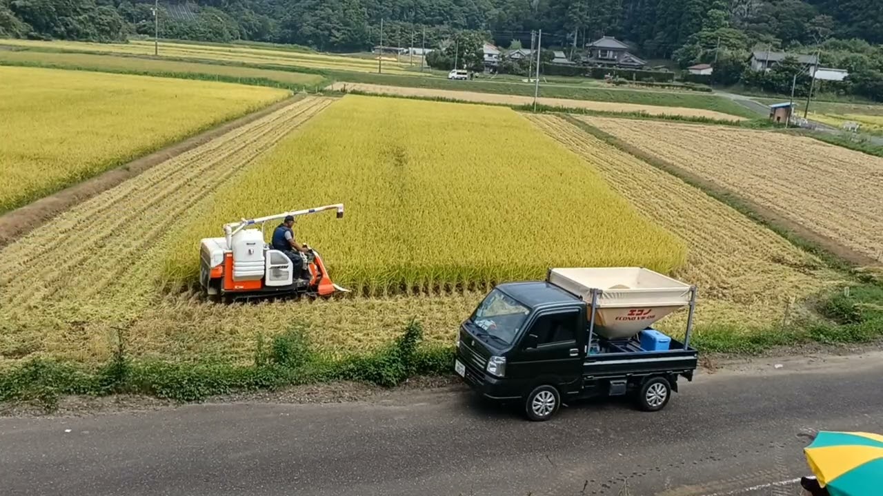 【五穀豊穣】稲刈り2日目【2025.8/25】