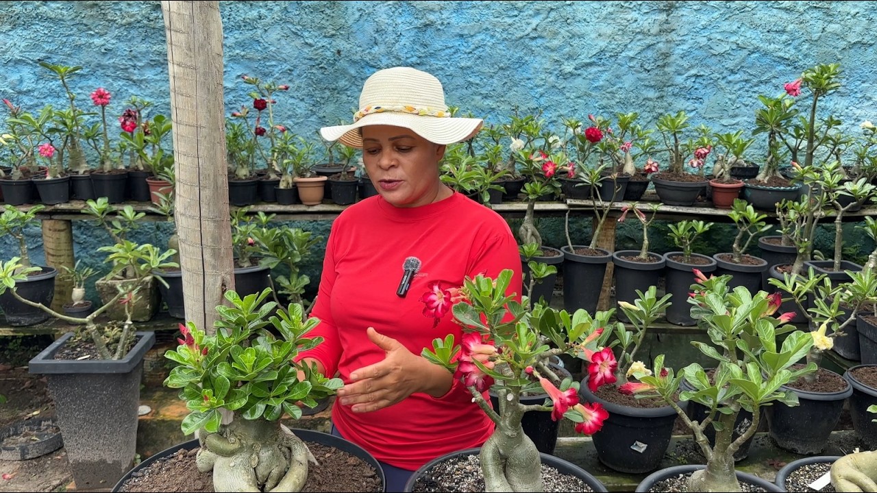 5 PRINCIPAIS CUIDADOS PRA TER COM A ROSA DO DESERTO DURANTE O PERÍODO DE CHUVA