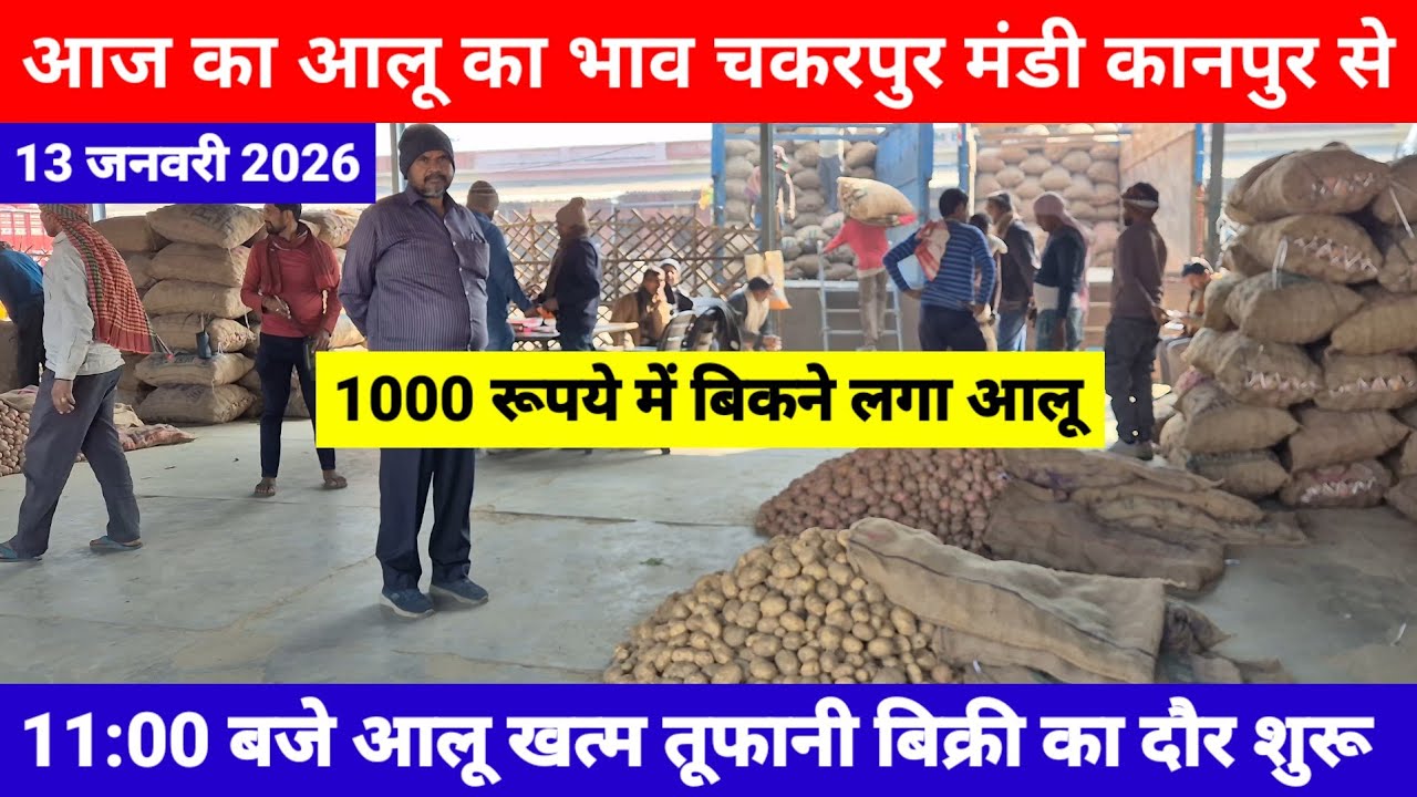 13 जनवरी 2026 // आज का आलू का भाव चकरपुर मंडी कानपुर से 