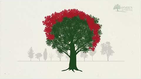 Pruning to reduce density