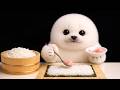 Arale the Baby Seal Makes a Sushi Roll 🦭🍣 ASMR