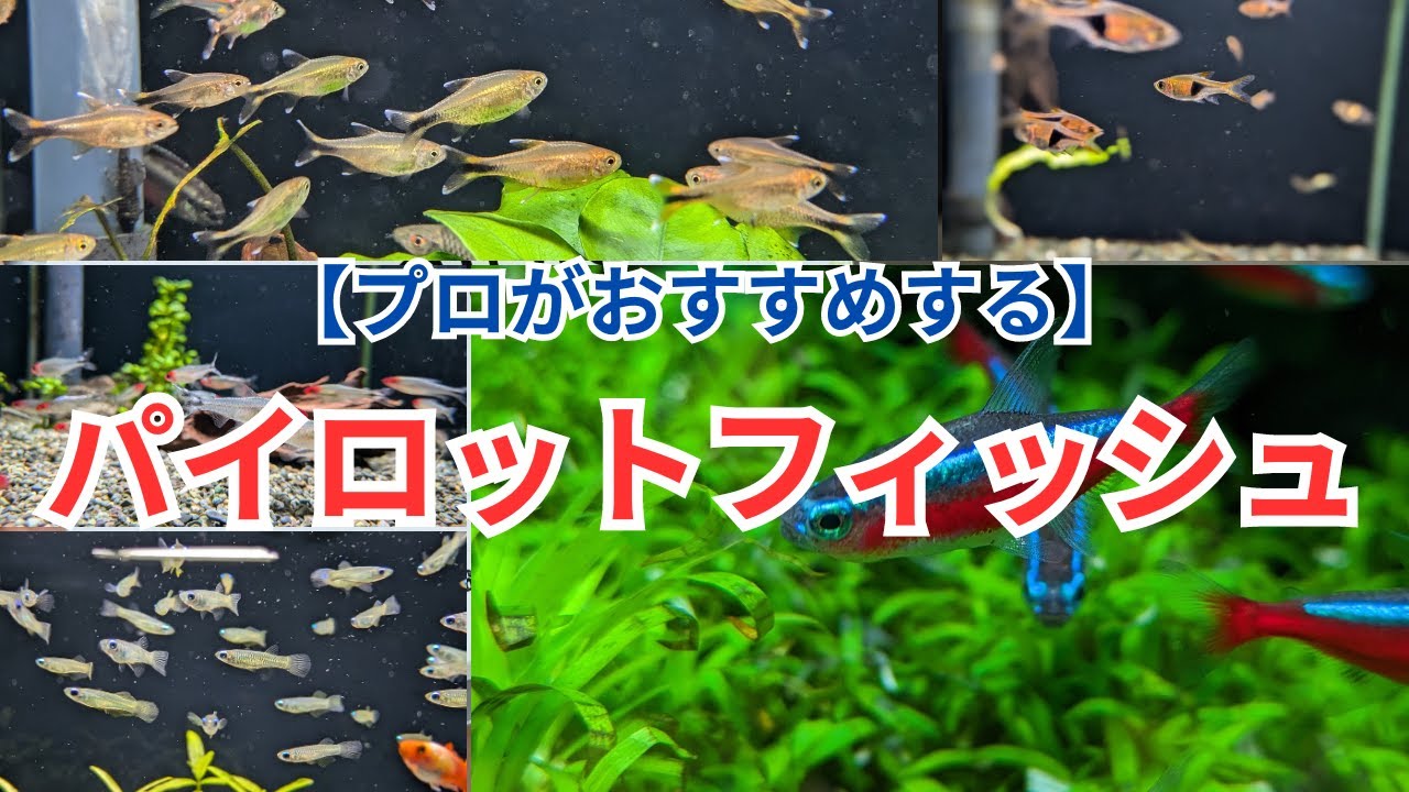 【最初に入れる魚】おすすめのパイロットフィッシュをご紹介！