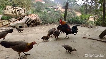 gà rừng con| những chiến binh 2022 | me nyuam qaib dib