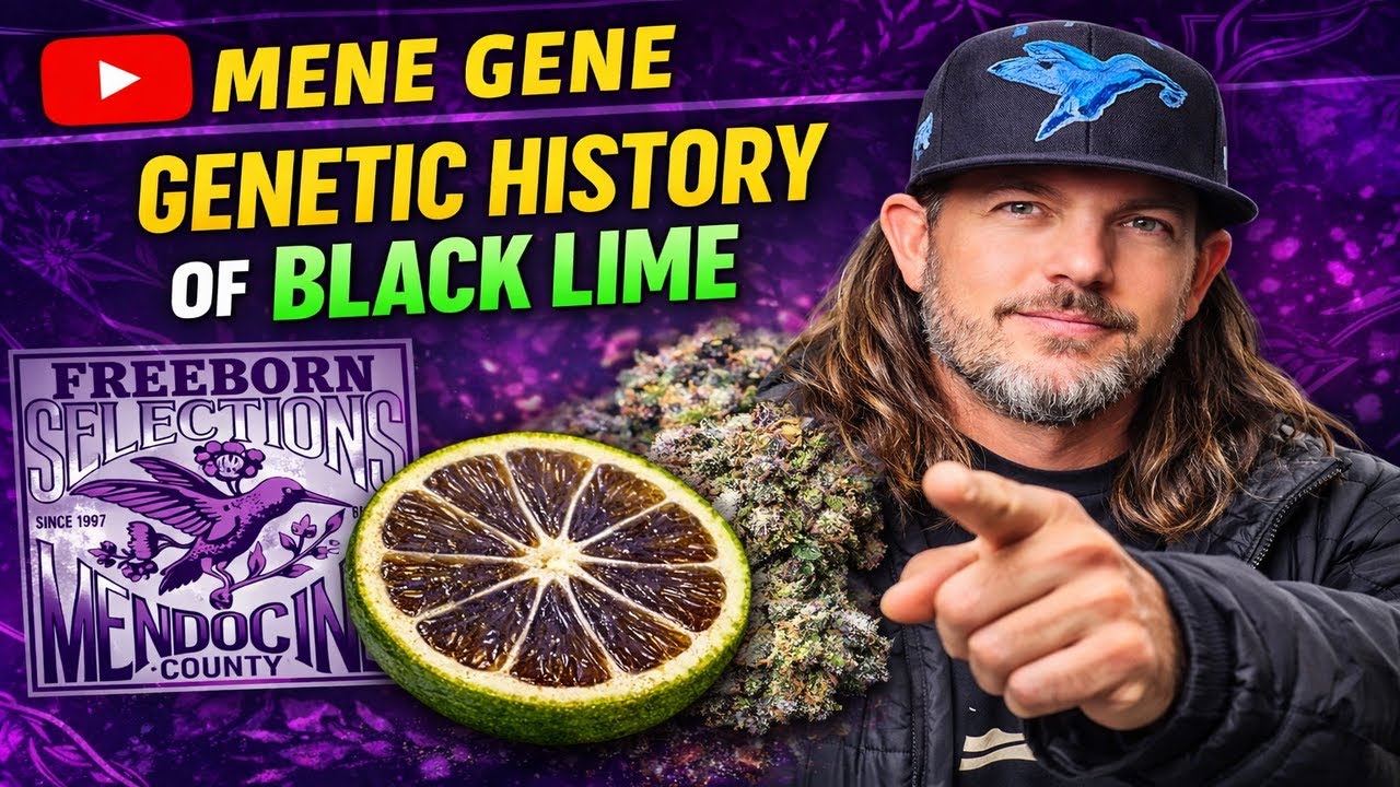 The History of BLACK LIME RESERVE with MEAN GENE from Mendo