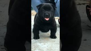 A super cute black dog