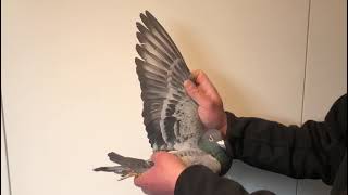 Meulemans 586
