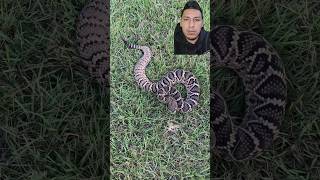 Increíbles #serpientes de #cascabel #snake #snakebite #rattlesnake #fyp #video #viral #crotalus #fy