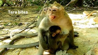 Tara bits monkey Leyla cry loudly, Leyla scares and hug her baby on the chest