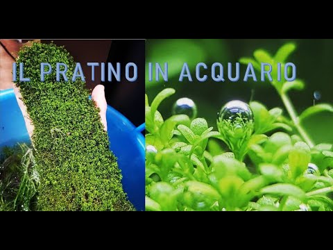 Video: Riccia in acquario: beneficio o danno