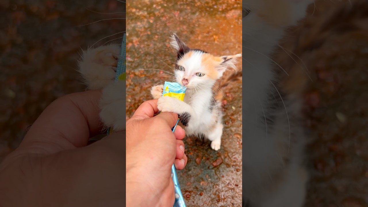Kitten meowing to attract cat 🤩🙀| Cats videos | Cat sound | Cat | Persian cat sound | Cats | kitty