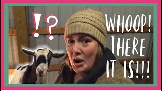 Our Mini Goat Had Babies!! 🐐🐐🐐 | Nigerian Dwarf Goat Birthing Video *Graphic*