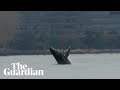 Young humpback whale leaps out of water near downtown Seattle