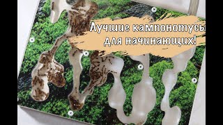 Camponotus pseudoirritans - кампонотусы для начинающих!