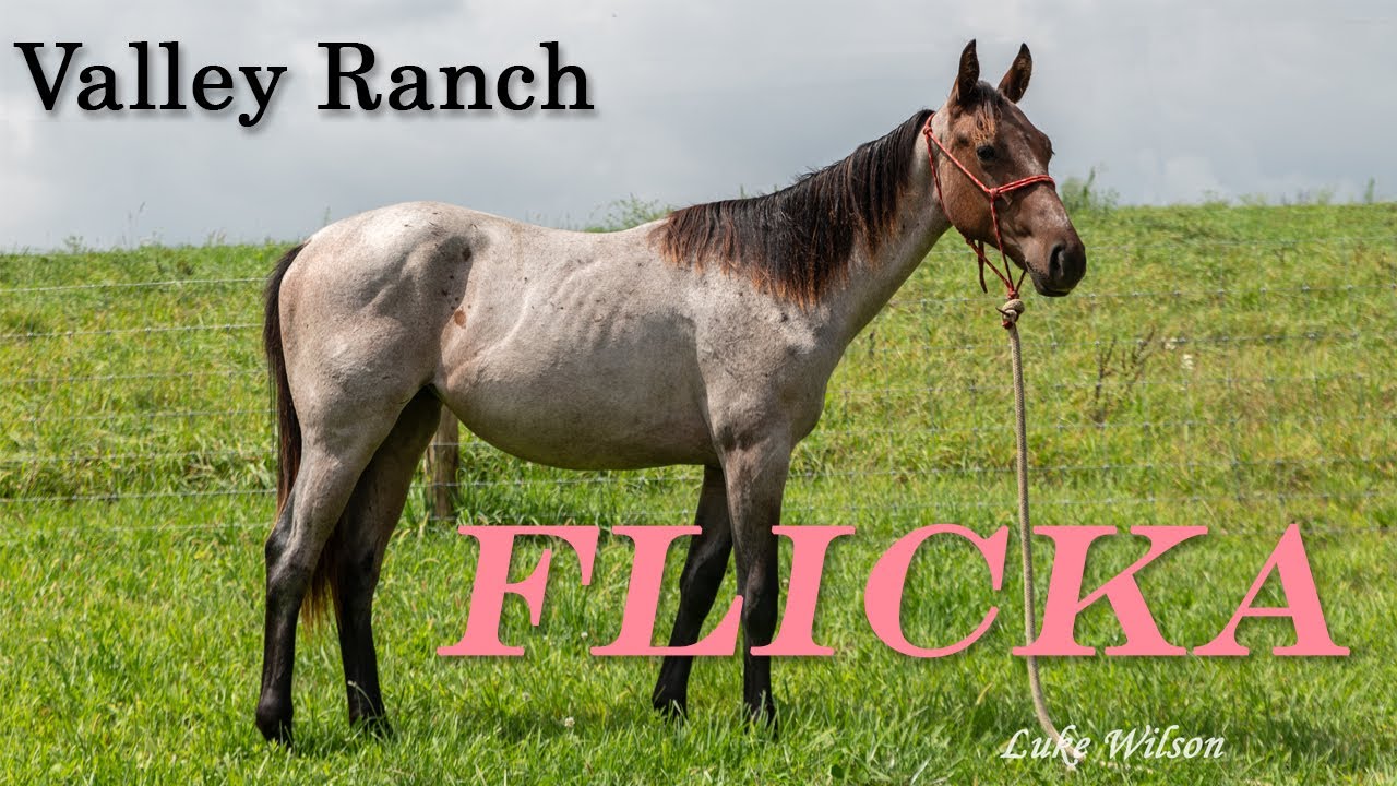 Flicka - Valley Ranch Equine - YouTube