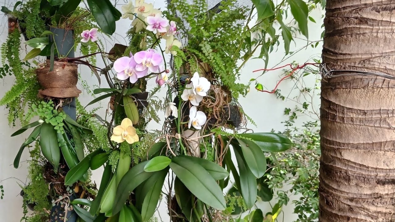 Parede verde com orquídeas, avencas e samambaias 