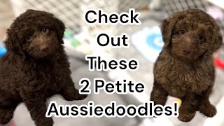 2 Available Petite Aussiedoodle Puppies | MillieXPickles by Silver Creek Doodles 1,953 views 2 months ago 9 minutes, 9 seconds
