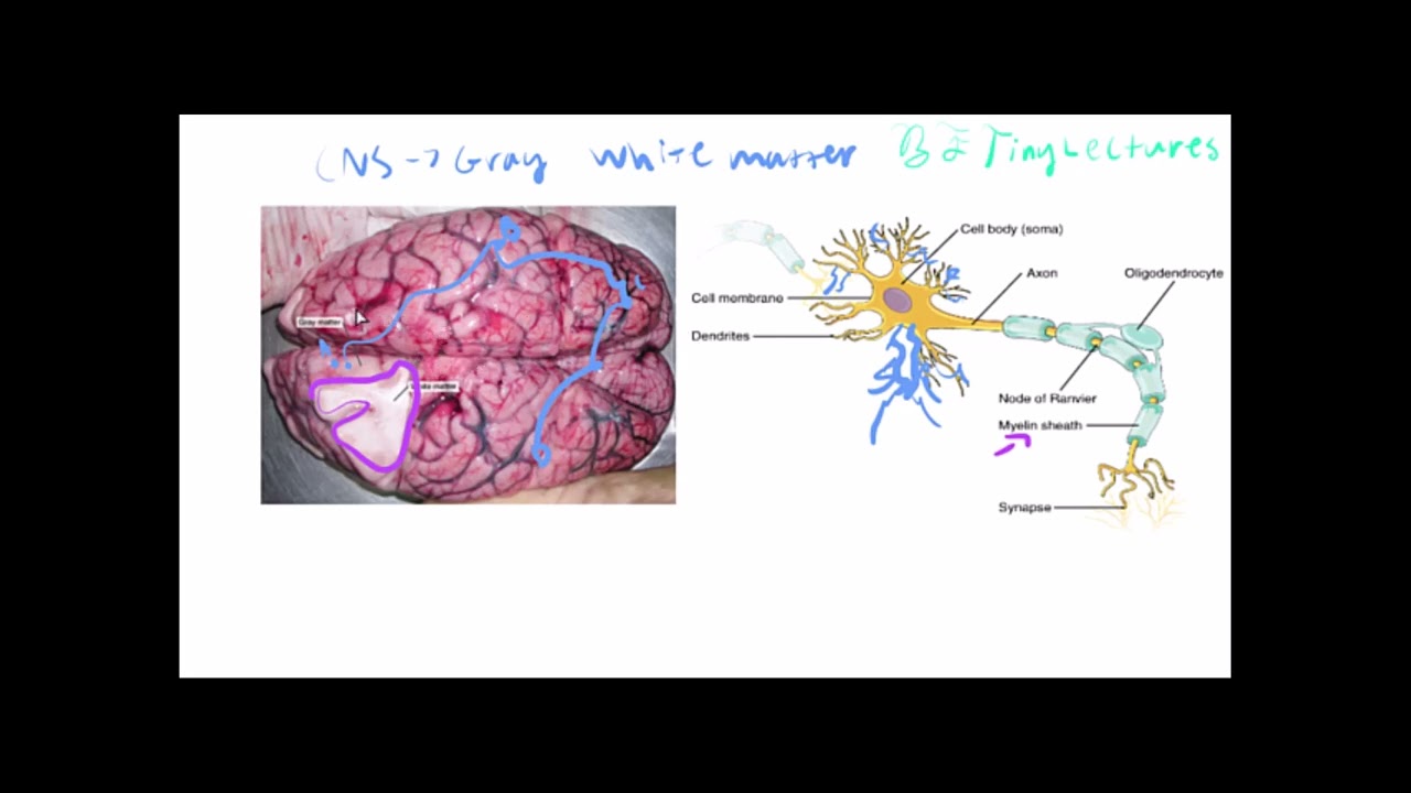 Anatomy & Physiology Crash Course Basic Structures and Potentials of the Nervous System