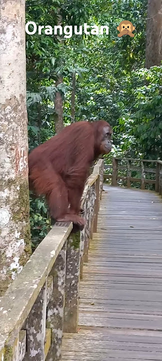 Orangutan! Sepilok conservation area Borneo Malaysia #malaysia #orangutan #wildlife