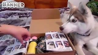 BarkBox September 2016 Unboxing