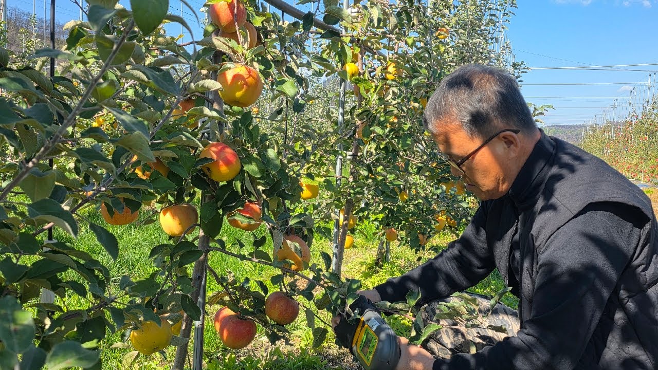 문루즈사과 신품종 식재 2년차 영양 송림농원 협력농장 수확 중 #국산문루즈사과 #moonrouge