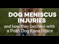 Dog Meniscus Injuries, and how they can heal with a Posh Dog Knee Brace