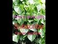 How to grow galo plants galo care kitchen garden with and fruits and cute flowers avail here
