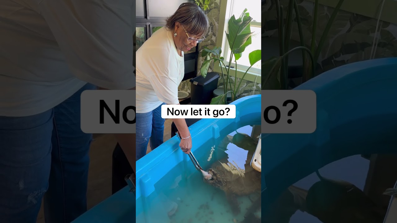 70-Year-Old Feeds Alligator Snapping Turtle! 😱🐢