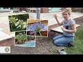 How to plant Agapanthus (bare roots) - FarmerGracy.co.uk